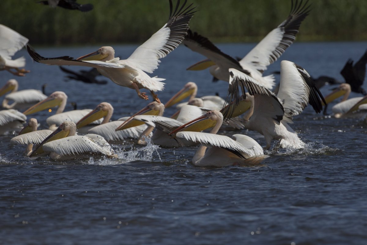 Românii au preferat Delta 153325