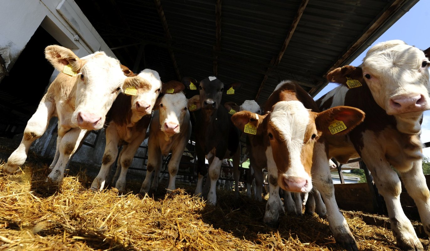 Ajutoare pentru crescătorii de animale 153987