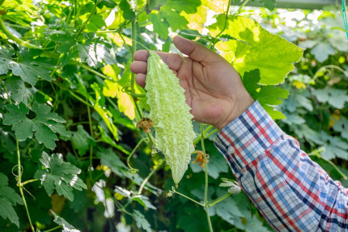 „Nu am putea trăi fără jertfa seminţei” 154480