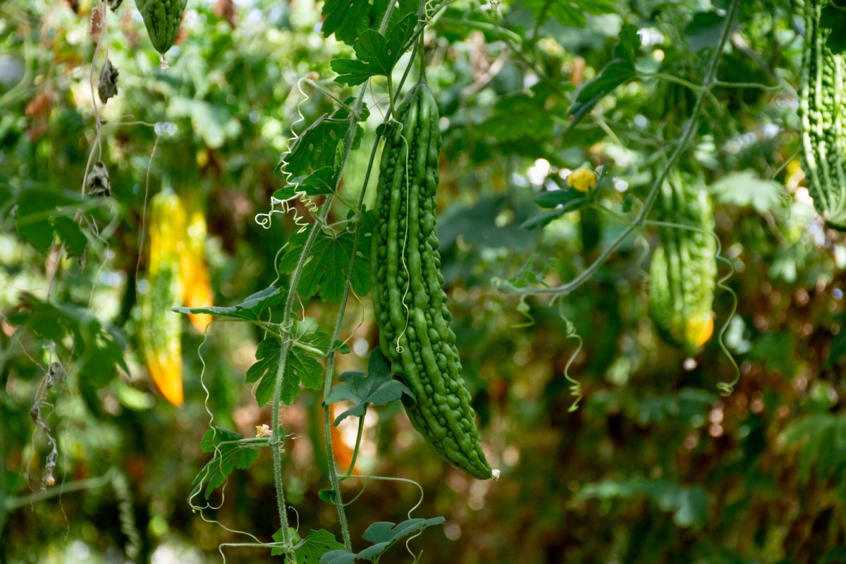 „Nu am putea trăi fără jertfa seminţei” 154481