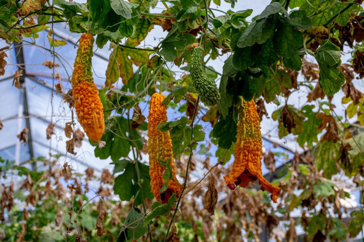 „Nu am putea trăi fără jertfa seminţei” 154482