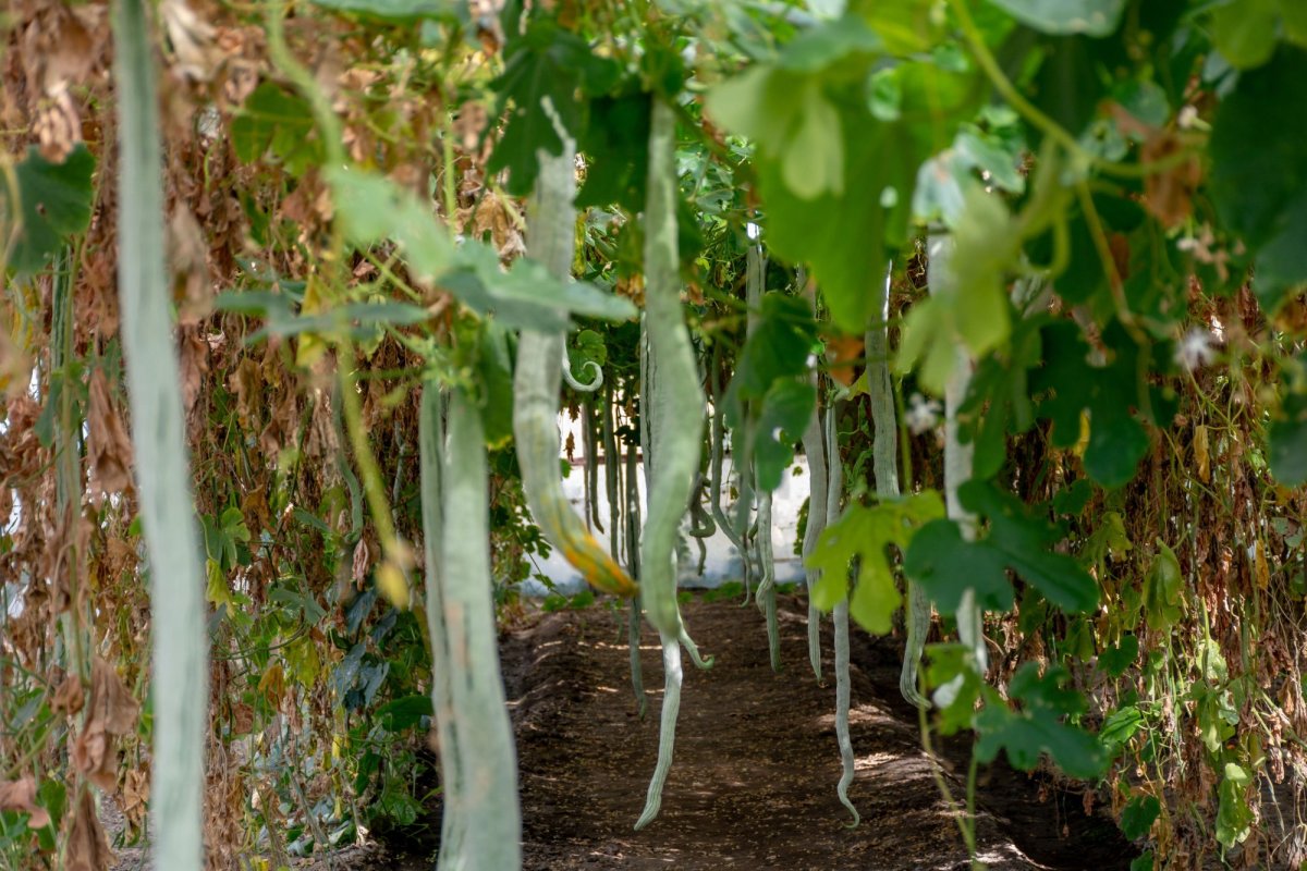 „Nu am putea trăi fără jertfa seminţei” 154485