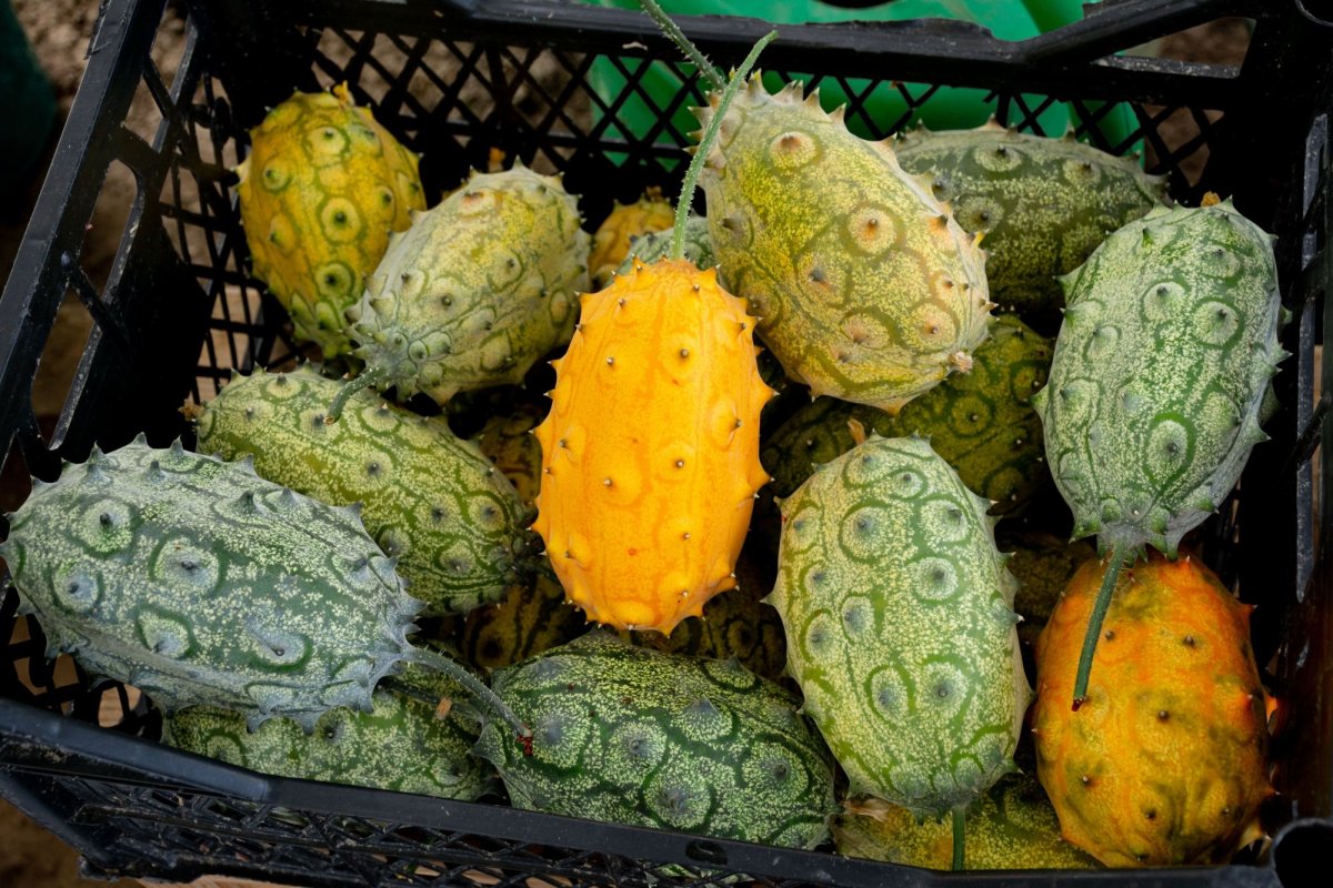 „Nu am putea trăi fără jertfa seminţei” 154488