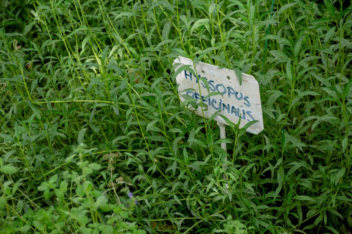 „Nu am putea trăi fără jertfa seminţei” 154489