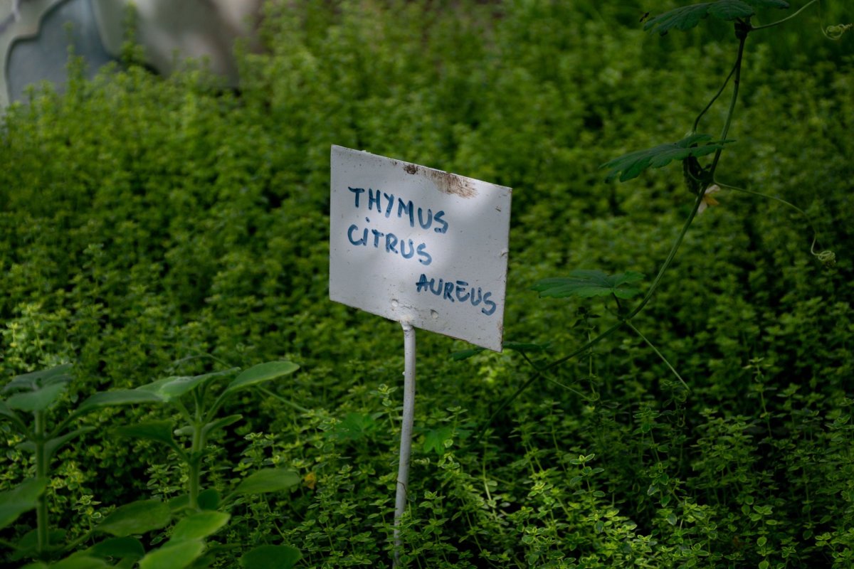 „Nu am putea trăi fără jertfa seminţei” 154490