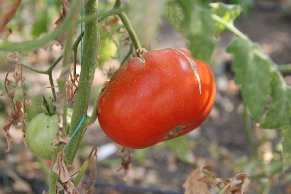 Fermele de familie pot ridica economia României 154739