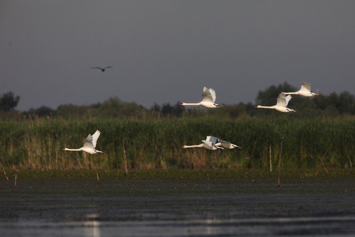 Cele mai solicitate oferte, zborurile deasupra Deltei 154844