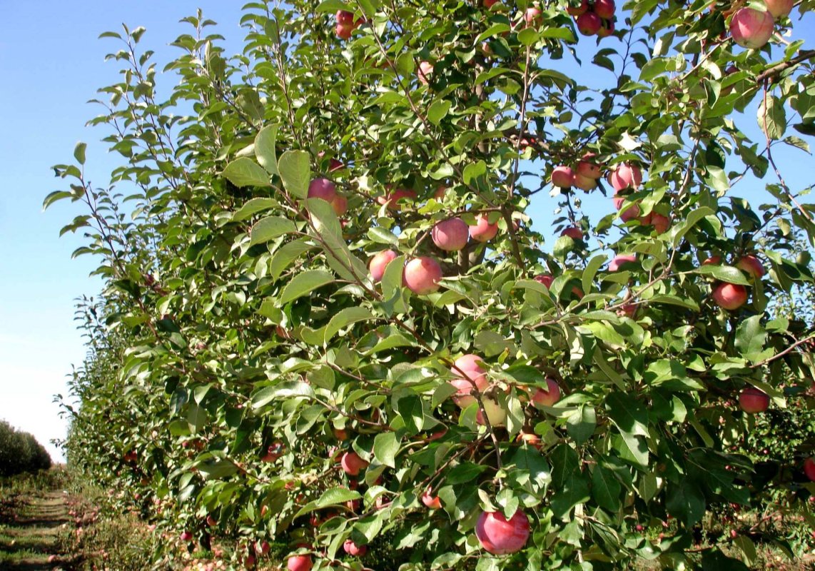 Livezi în extindere în Maramureș 155036