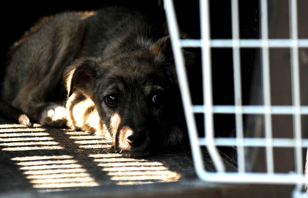 A fost înființată Poliția Animalelor 155140