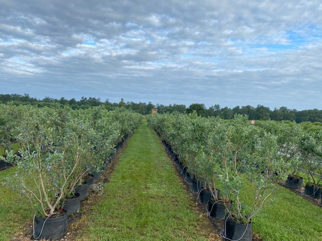 O familie maramureșeană încurajează fermierii să cultive afini 155371