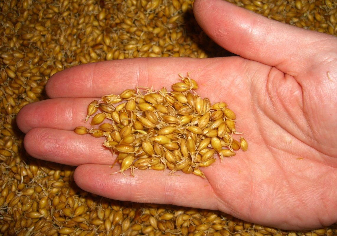 Producție scăzută la orzul de bere 155627