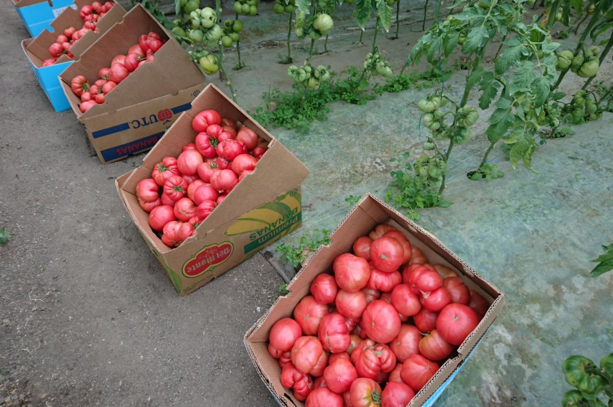 Președintele LAPAR: Fermierul român produce necompetitiv 156290