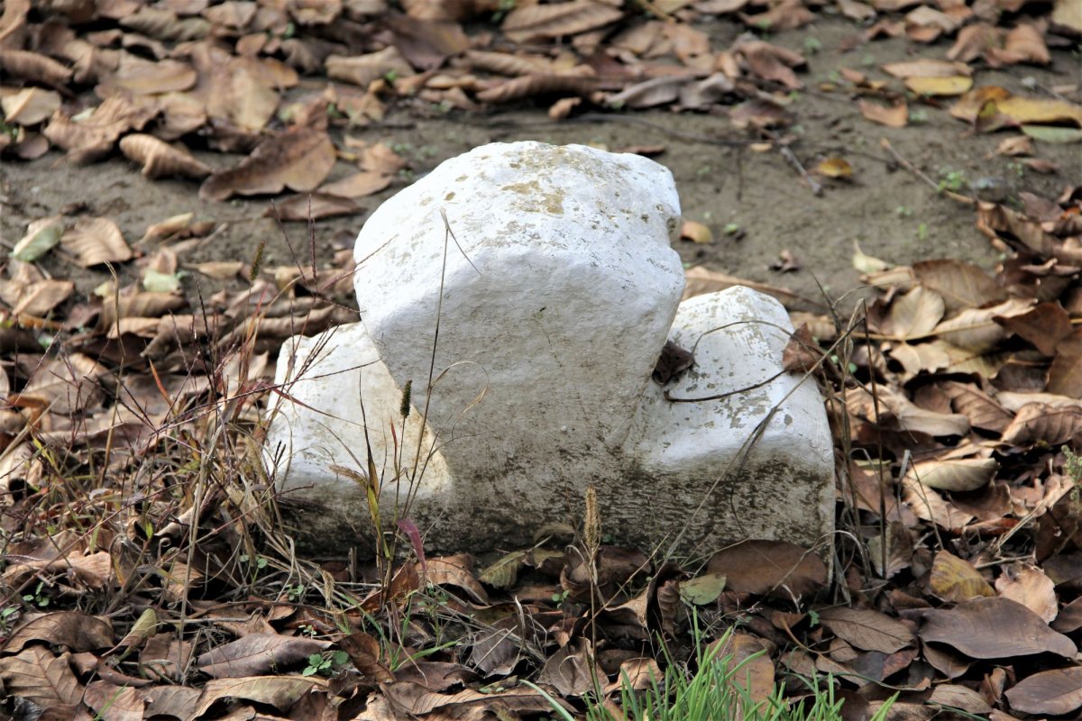 Daruri sădite de Sfântul Nicolae  la Bohotin 158631