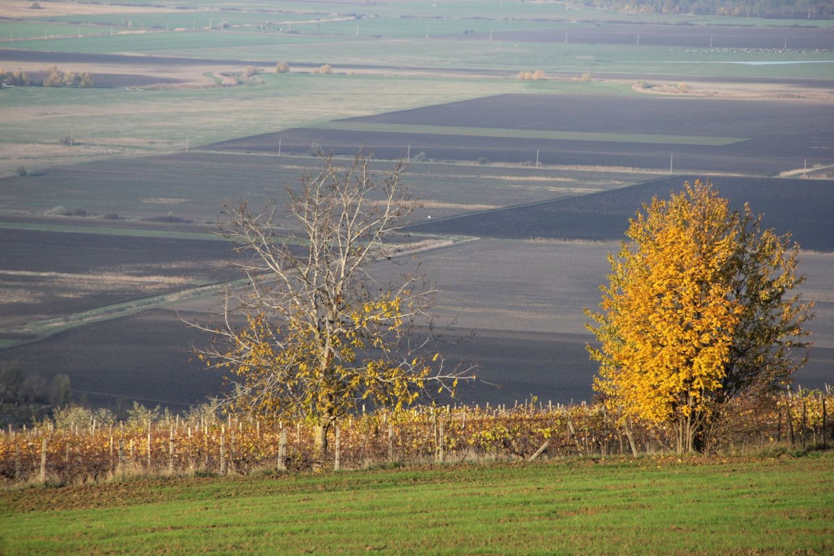 Daruri sădite de Sfântul Nicolae  la Bohotin 158643