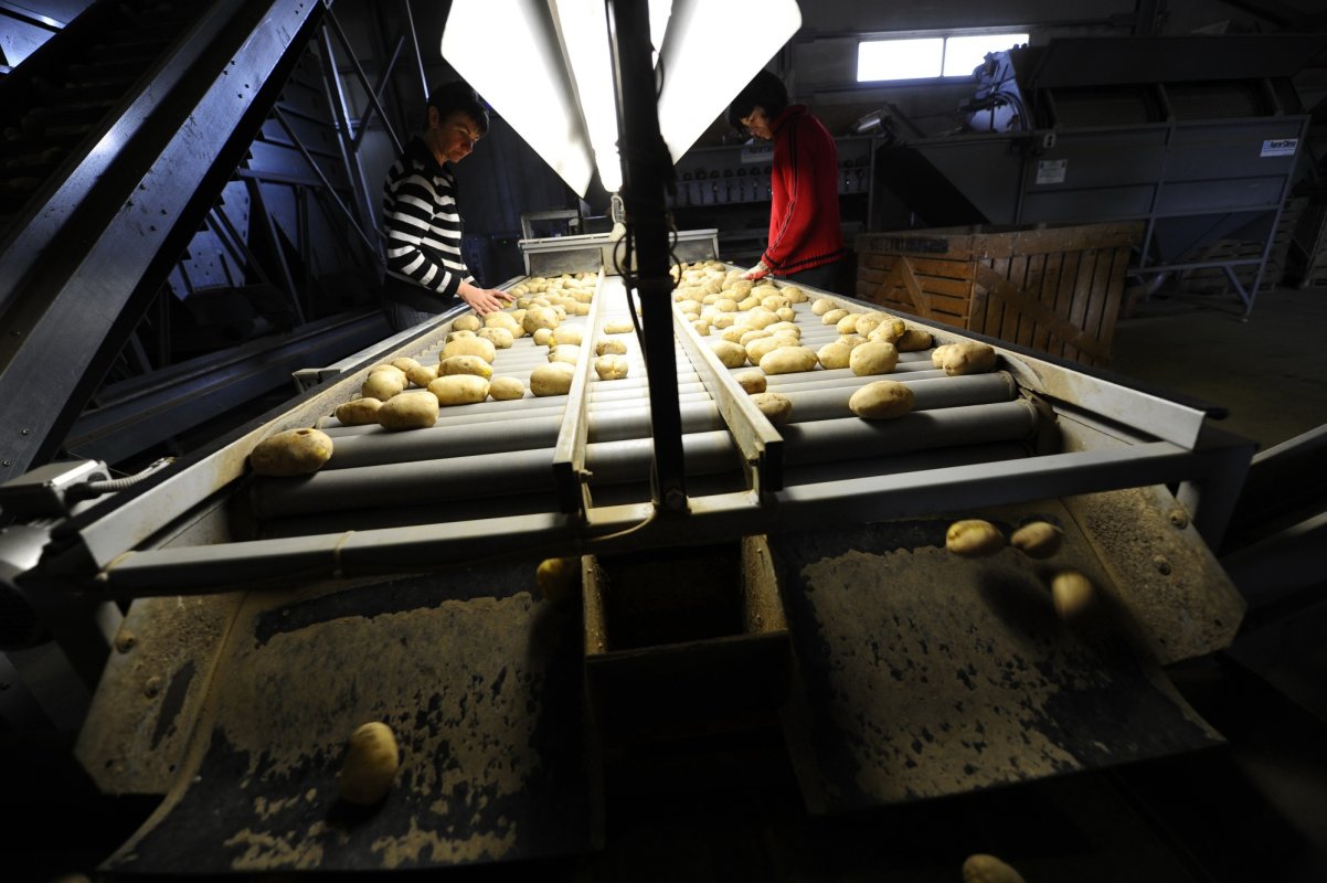 Finanțare pentru tinerii fermieri din diasporă  161029