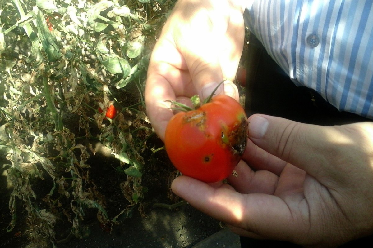 Insuficiente soluții omologate pentru protejarea culturilor 161457