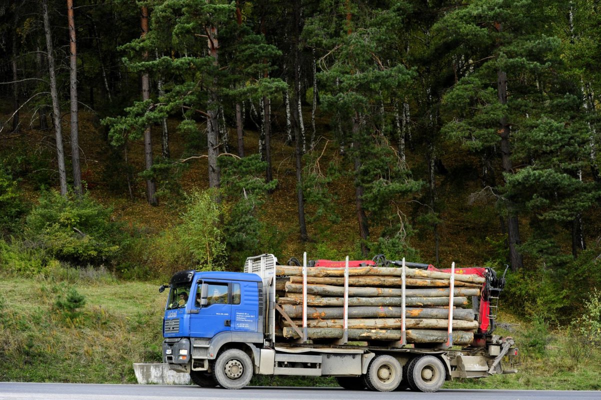Sistemul de urmărire  a lemnului va fi funcțional  din februarie 161676