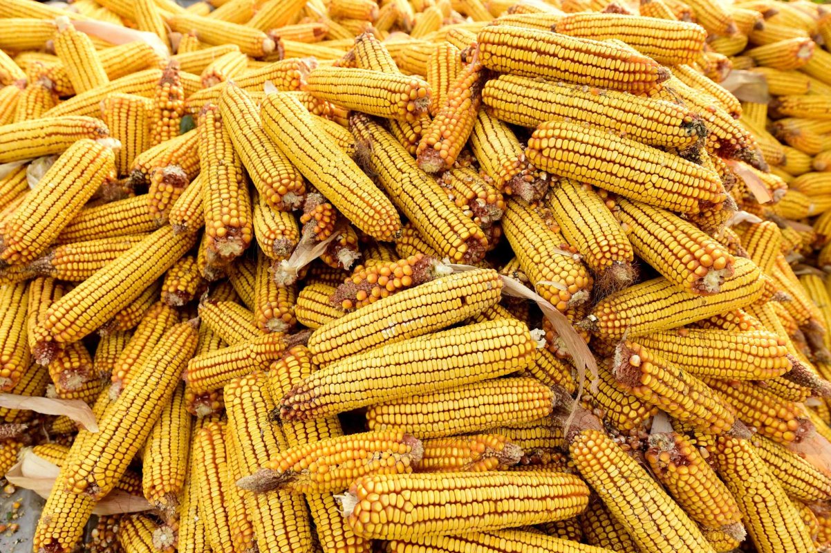 România, cel mai mare exportator de porumb din UE 163176