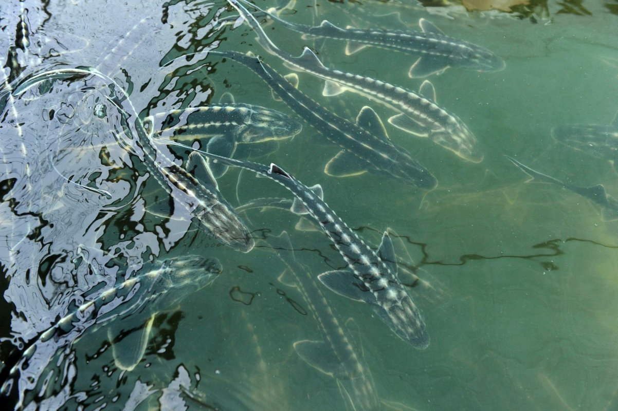 Învățământ profesional în piscicultură 163813