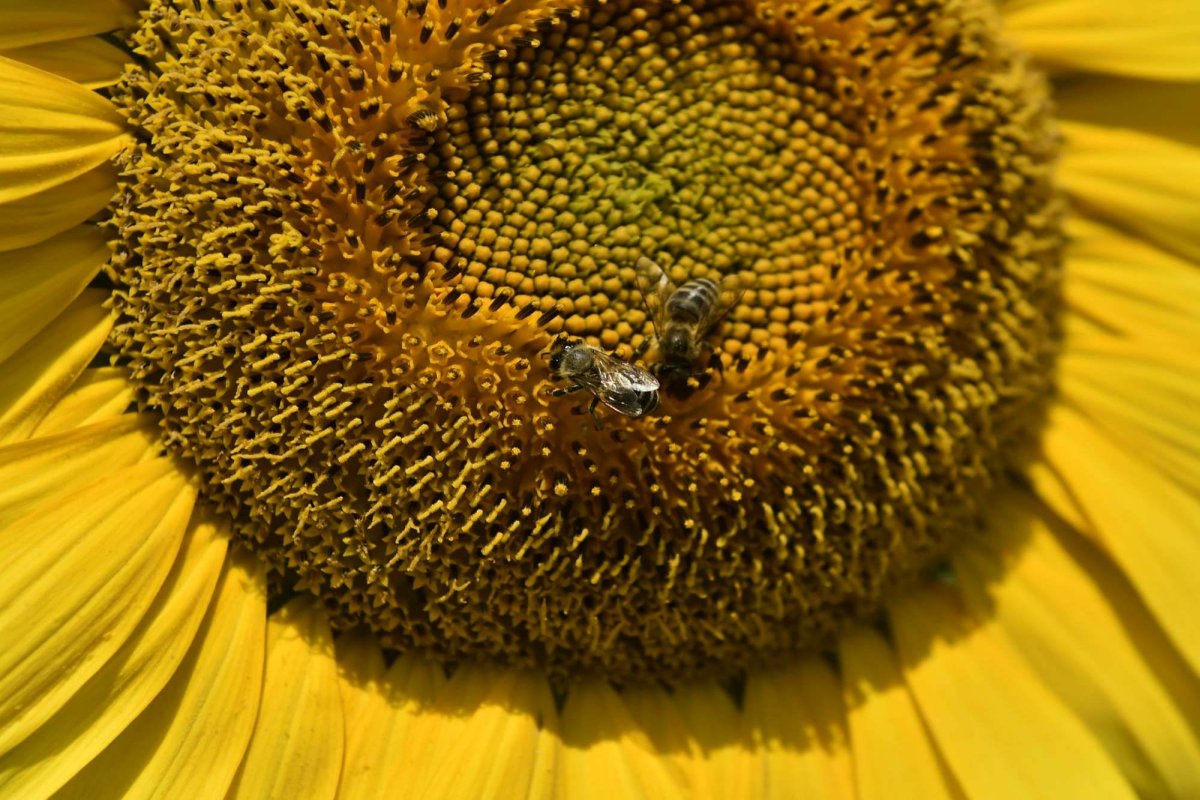 Lege pro-insecte în Germania 163933