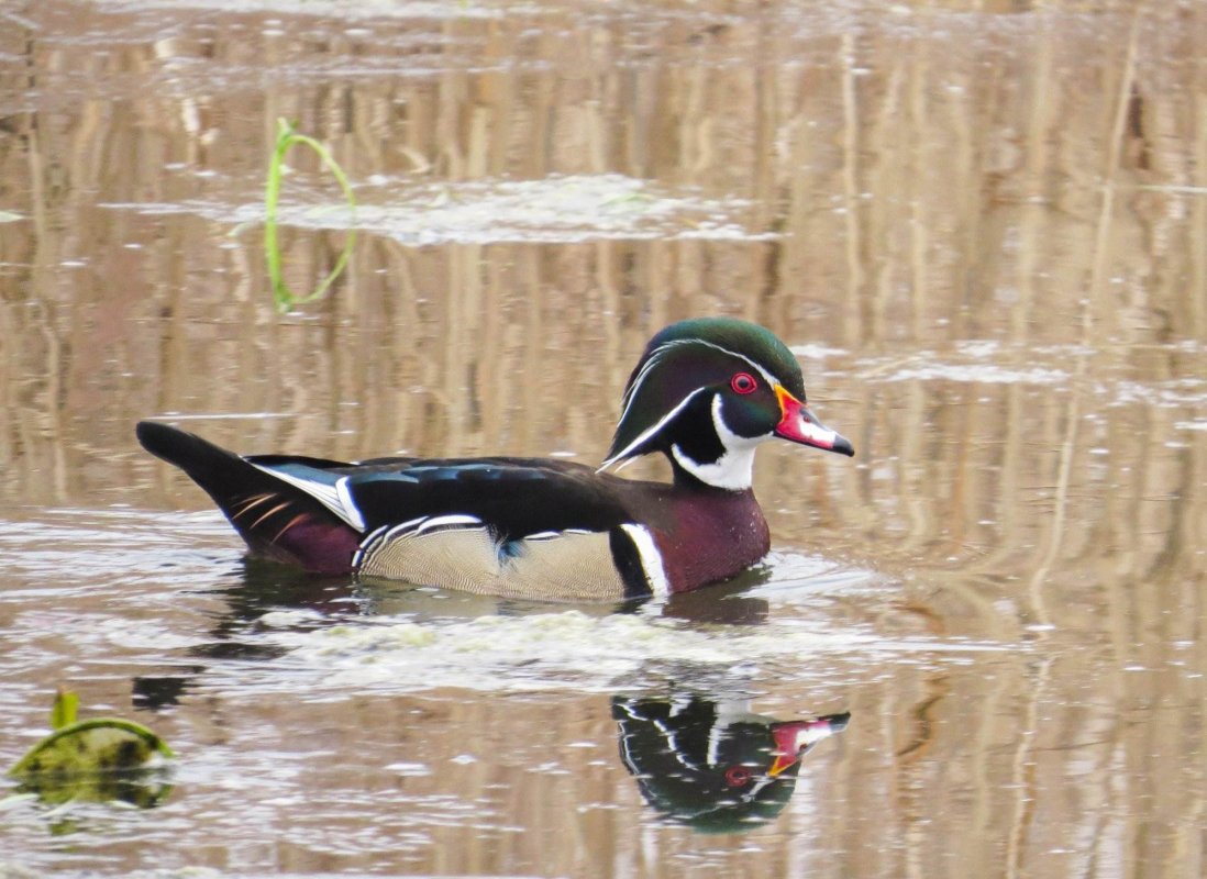 Aproape 180 de specii de păsări în Parcul Văcărești 164746