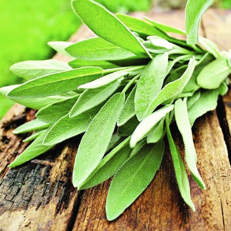 Plante care ajută  în controlul glicemiei 164809