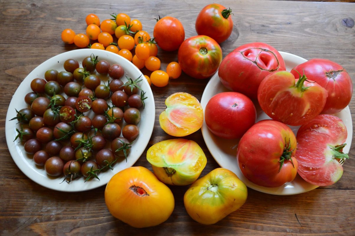 Semințe tradiționale disponibile gratuit prin catalogul Eco Ruralis 165206