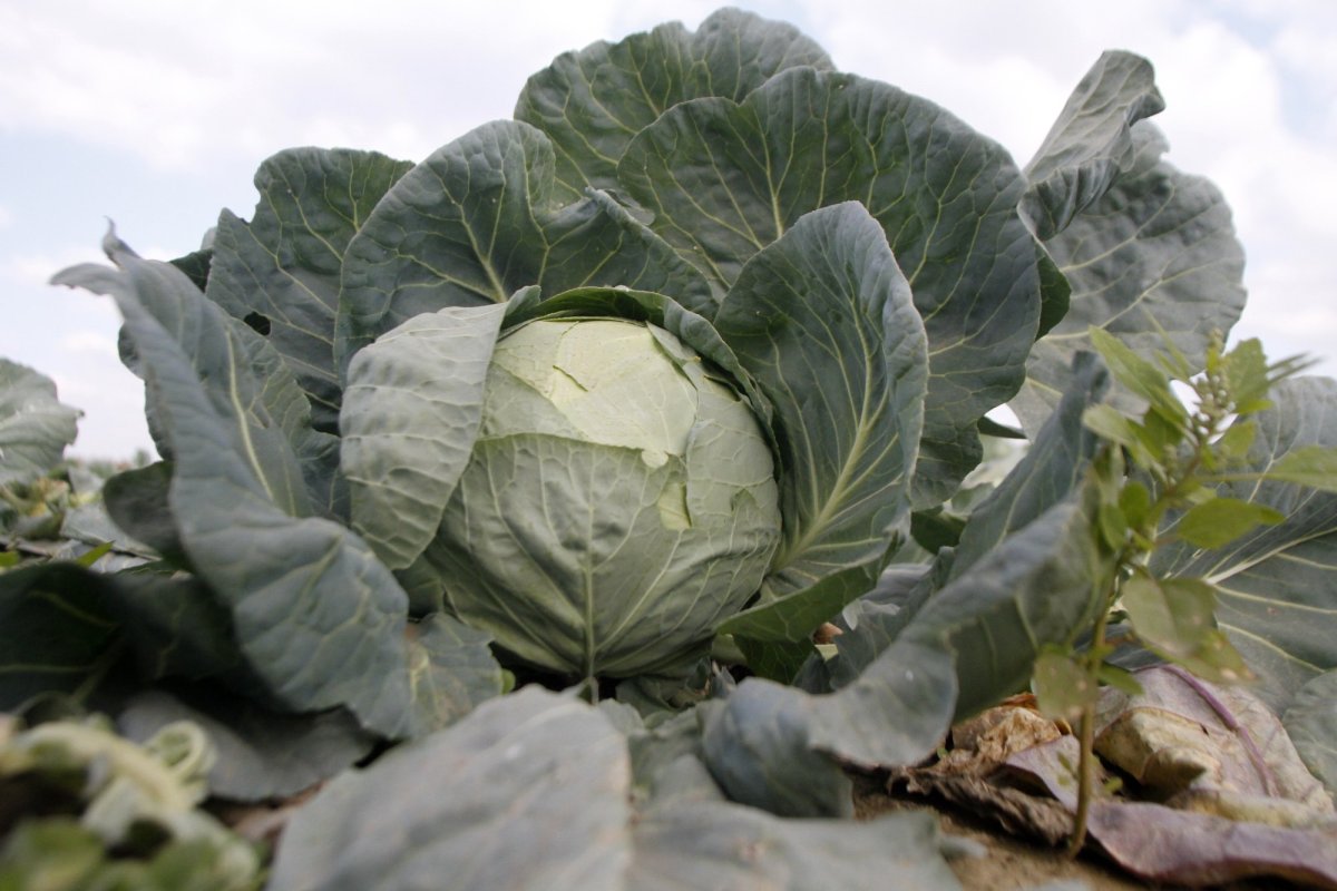 Ajutor de minimis pentru cinci feluri  de legume 166781