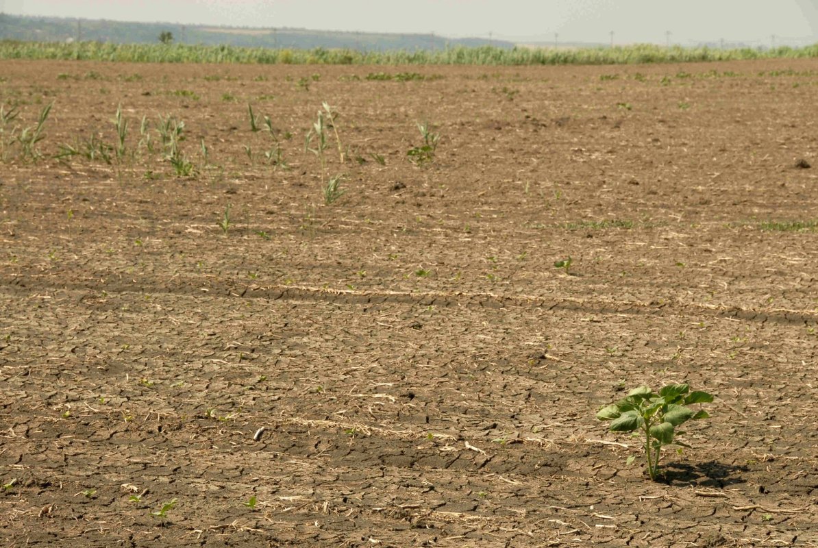 România are zone în care seceta persistă, indiferent de ploi 167268