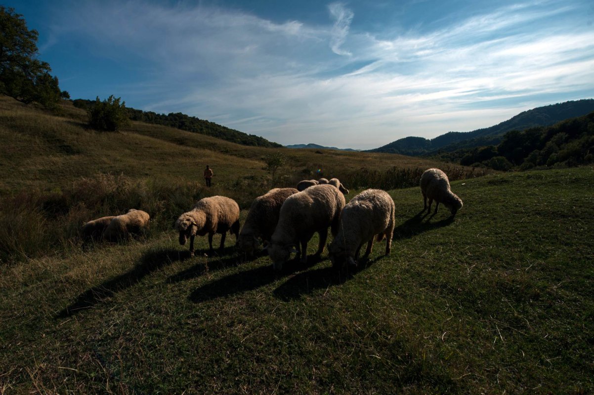 Botoșani, furnizor important de carne de miel 168600