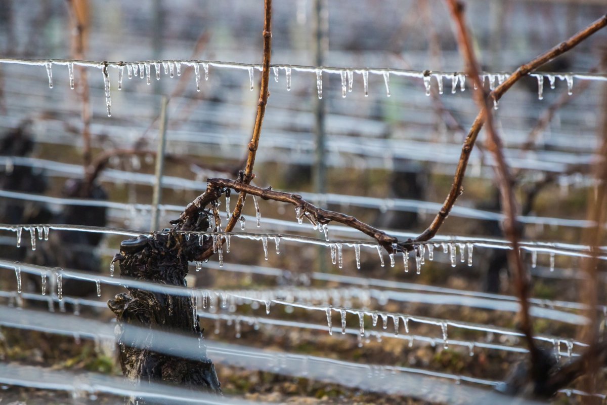 Gerul din această lună a devastat viile din Franța 169235