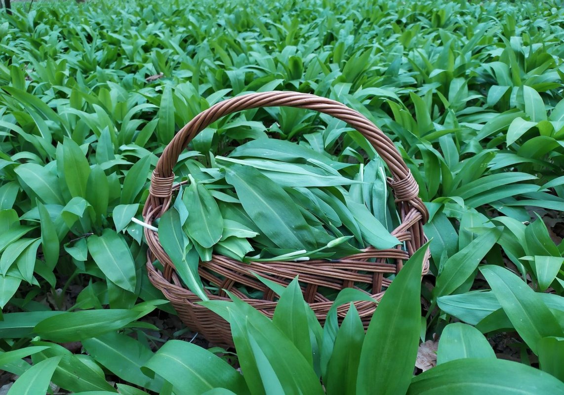 „Mesageri” ai primăverii cu proprietăţi terapeutice: ciuboțica cucului și leurda 169231