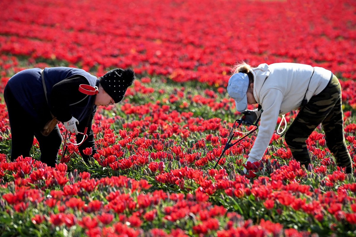 Peste un sfert  de milion de români la muncile sezoniere 169391