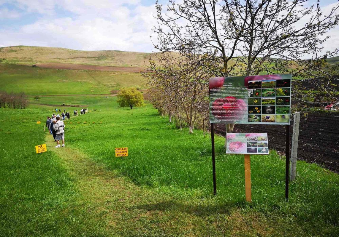 Bujori unici pe continent,  în rezervaţia de la Zau de Câmpie 170266