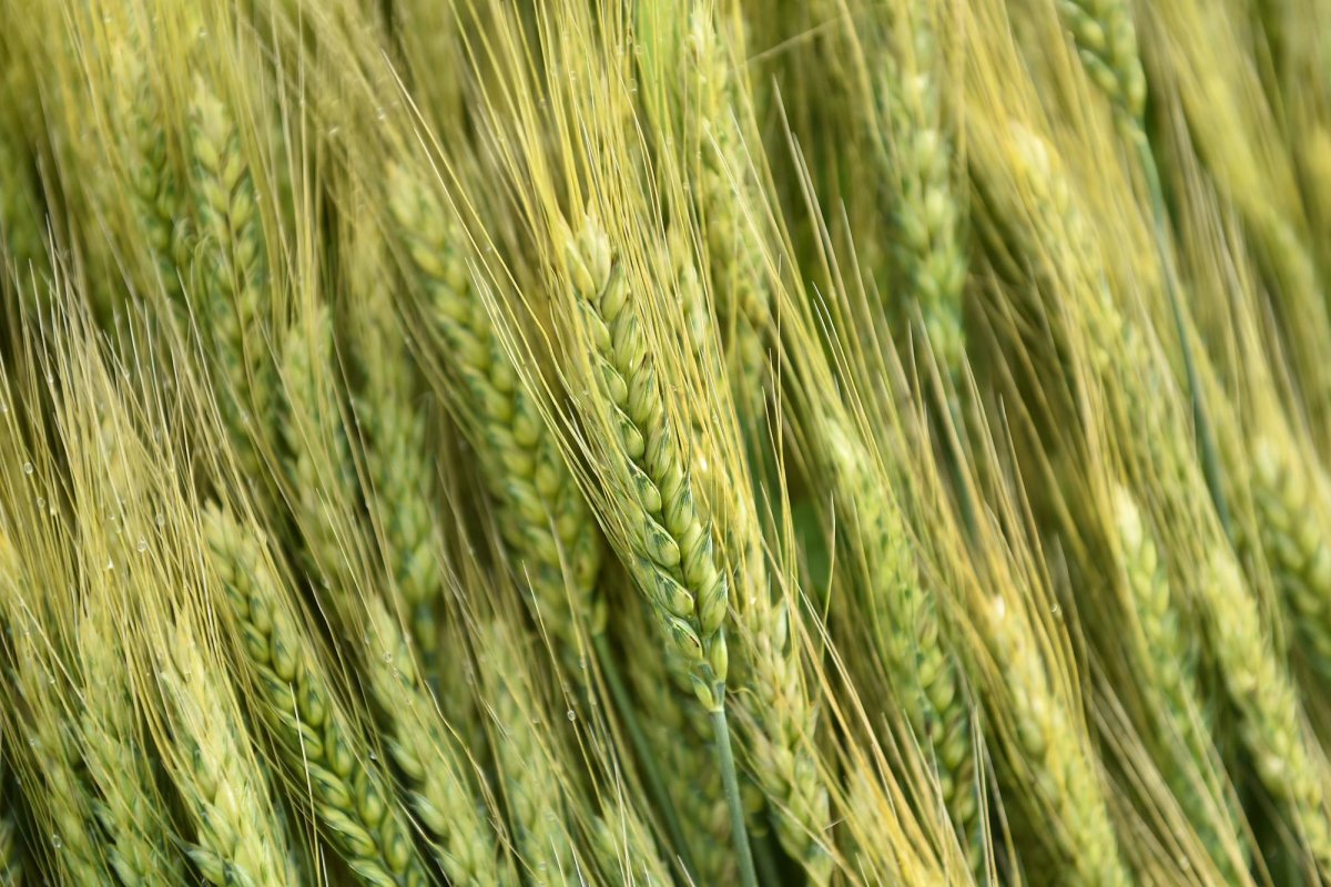 Specialiștii estimează  o producție foarte bună la grâu  170342