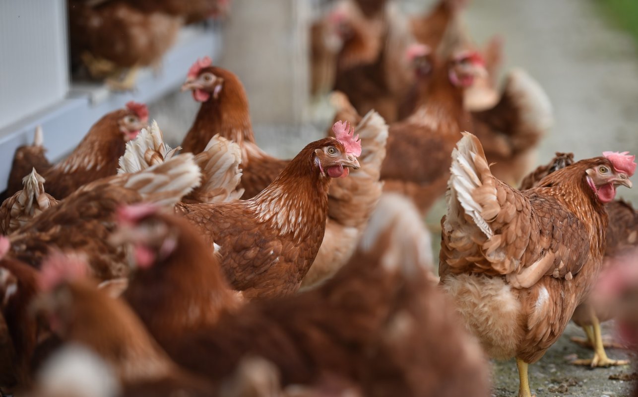 Comerțul cu păsări vii a fost suspendat 170779