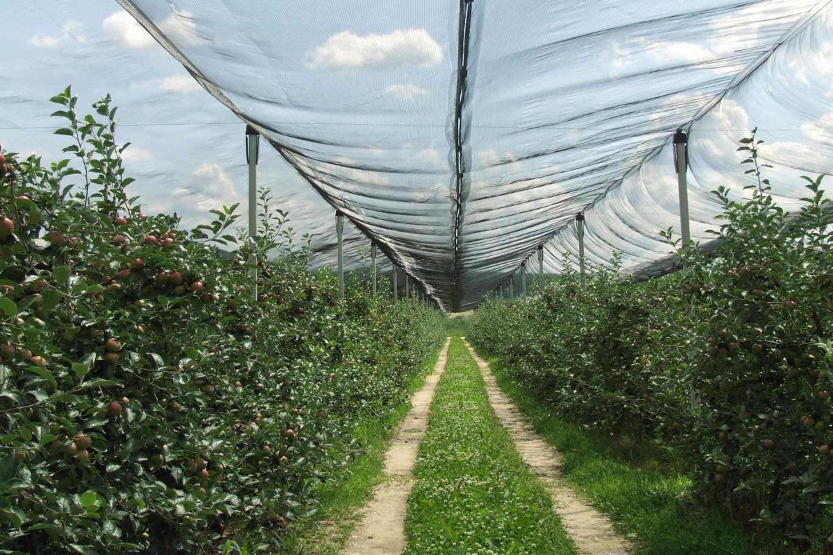 Peste 200 de proiecte depuse de fermierii din diasporă 171280