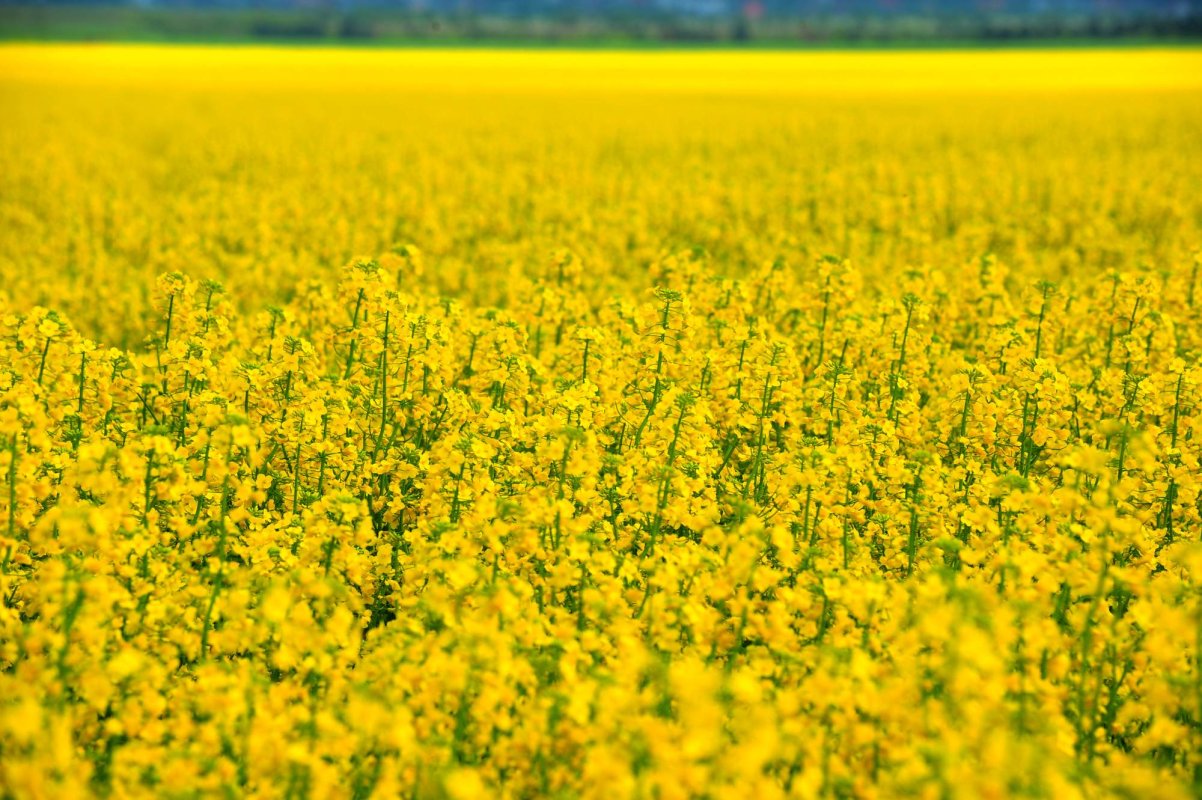 Punctele nevralgice ale Politicii Agricole Comune 172338