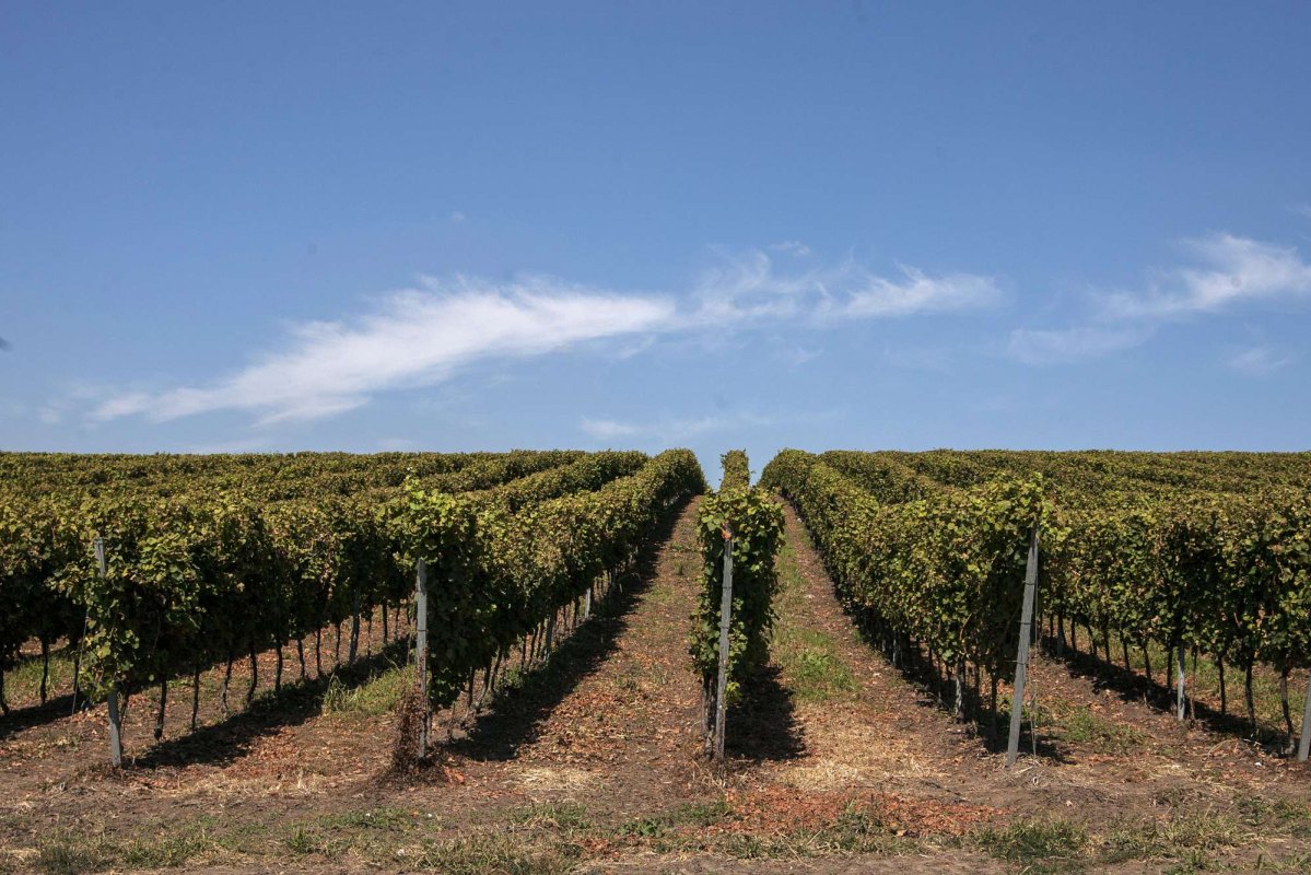 Măsuri de sprijin pentru sectorul vitivinicol 172699