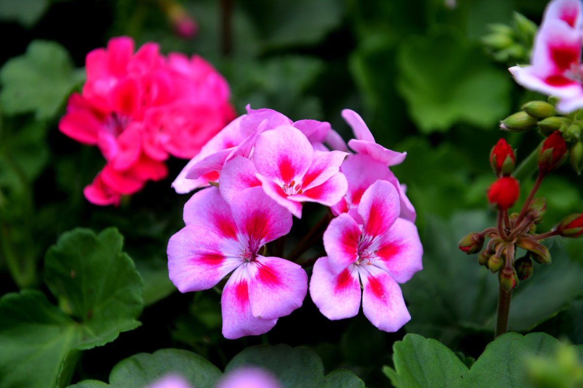 Demersuri pentru înregistrarea a două  flori românești 175376