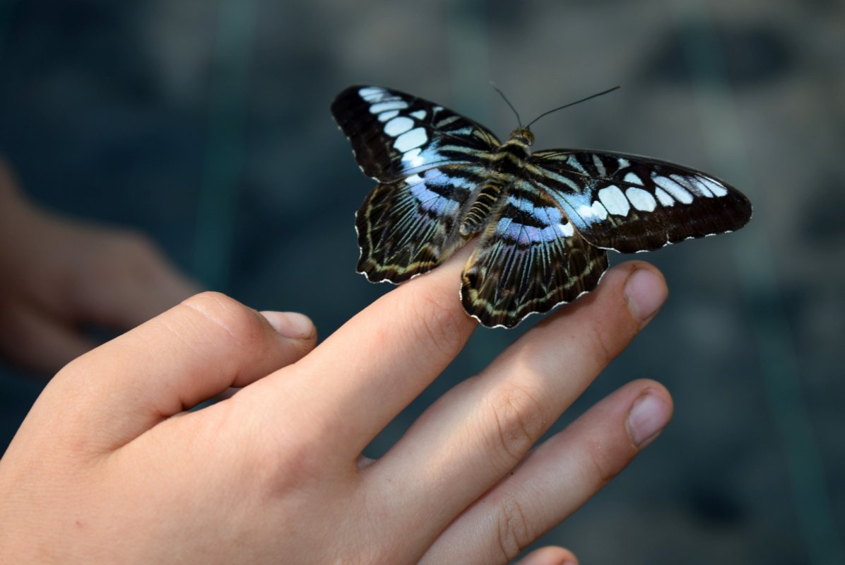 Expoziție  de fluturi exotici vii la „Antipa” 176985