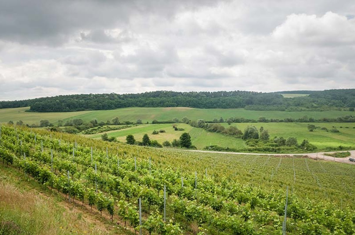 „Singuri nu avem nici o şansă pe piaţa vinurilor” 176984