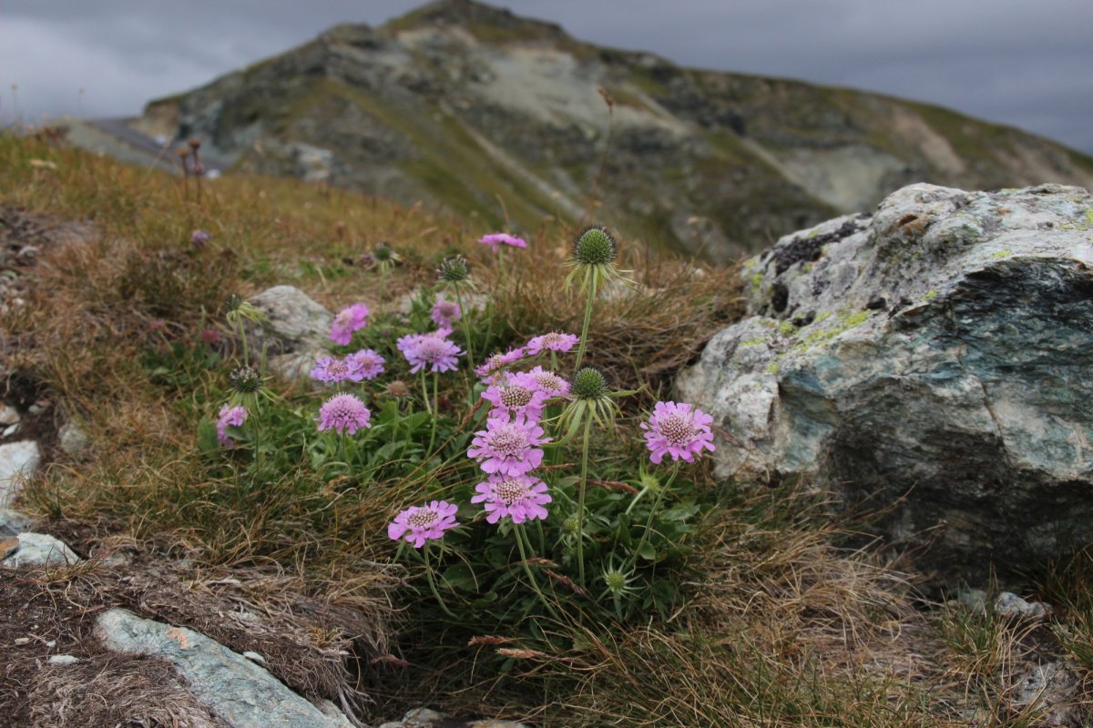 O viaţă de cercetare în slujba studierii Pământului 177026