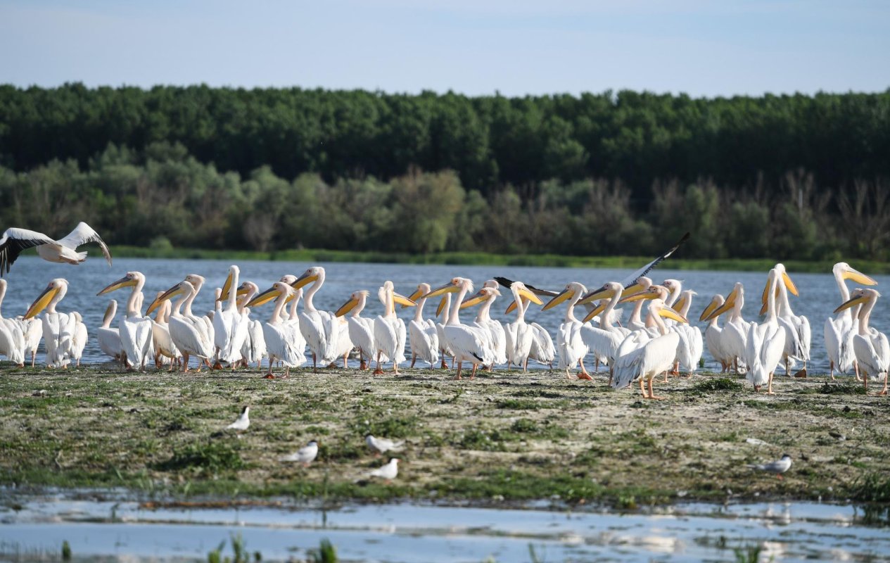 „România, 65 de ani în UNESCO” 178432