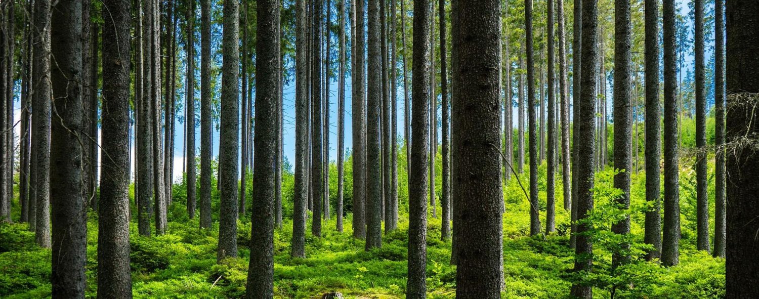 Măsuri pentru prevenirea incendiilor de pădure 180031