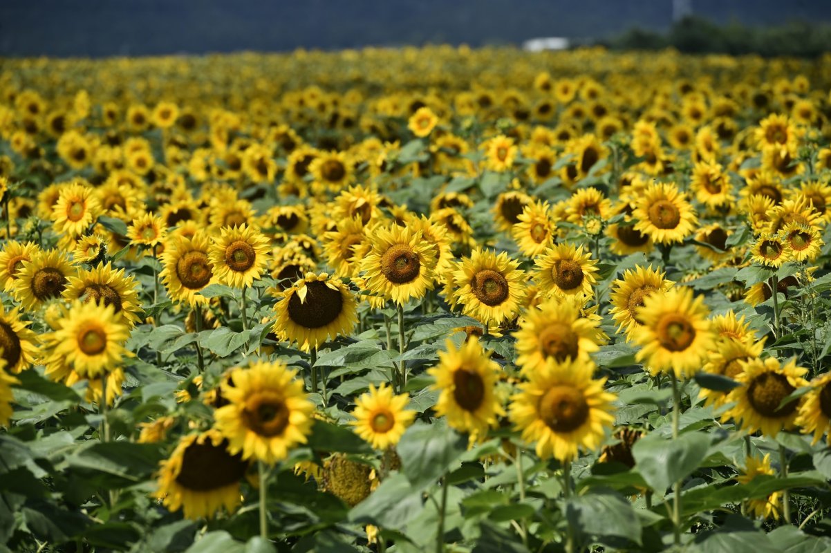 Fermierii solicită sprijin pentru procesarea oleaginoaselor  181242