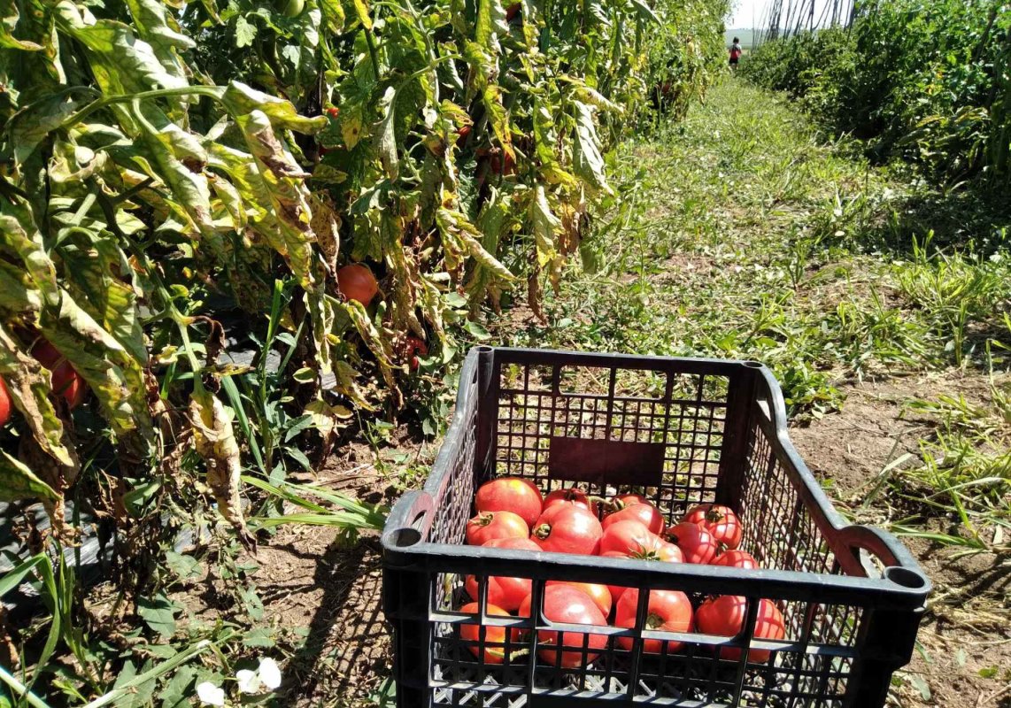 Comerţul direct  de la producătorul local va fi reglementat 181292