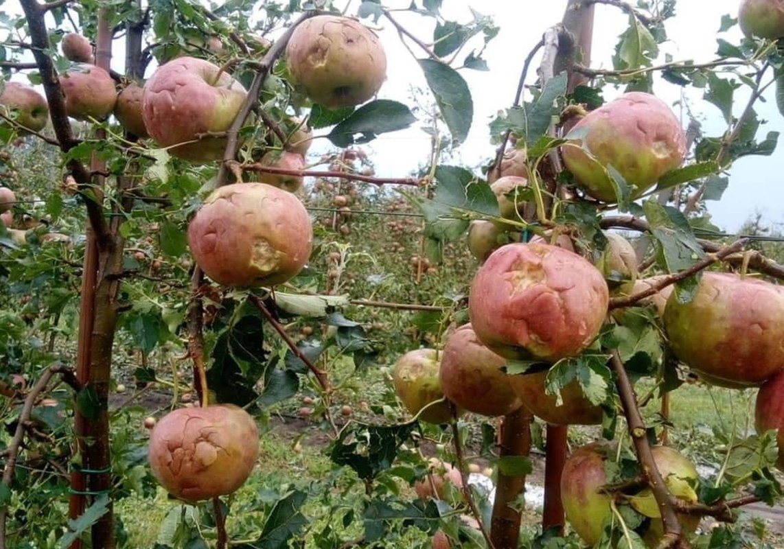 Livezi distruse de grindină 181878