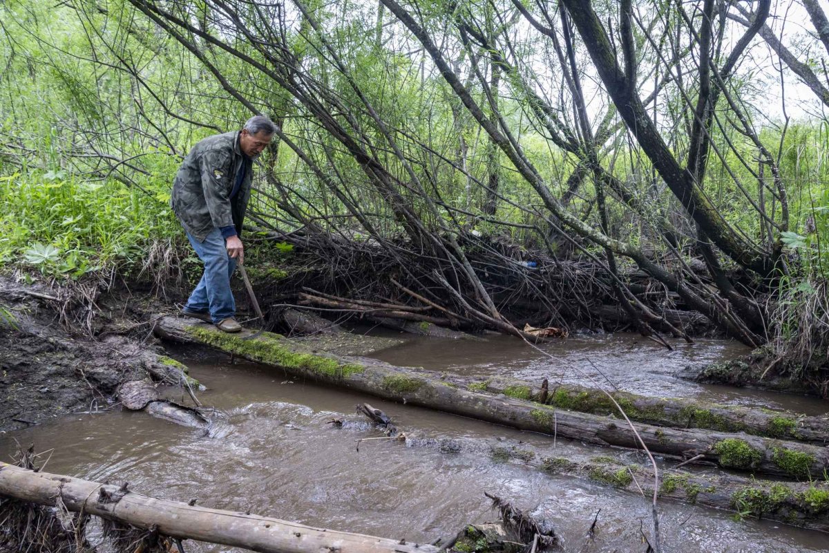 Arbori pe cale de dispariție 182894
