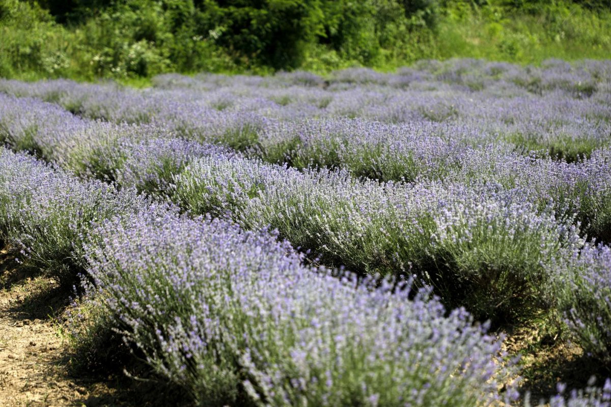 S-au epuizat fondurile pentru instalarea  tinerilor fermieri 187853